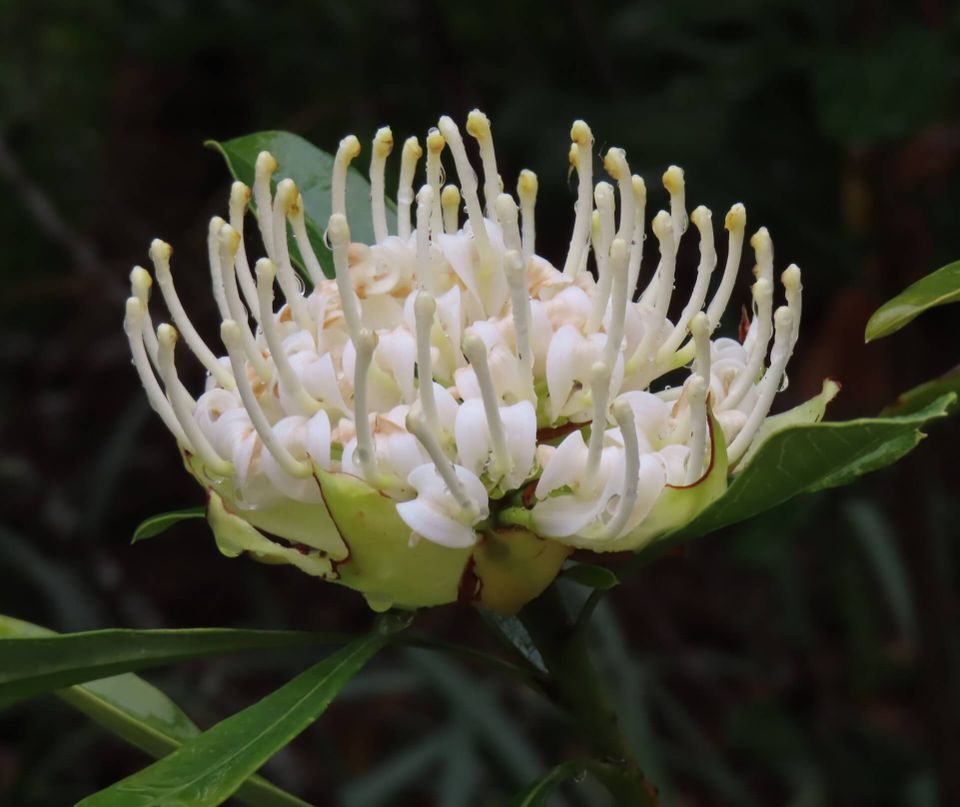 Blue Mountains Spring Wild Flowers