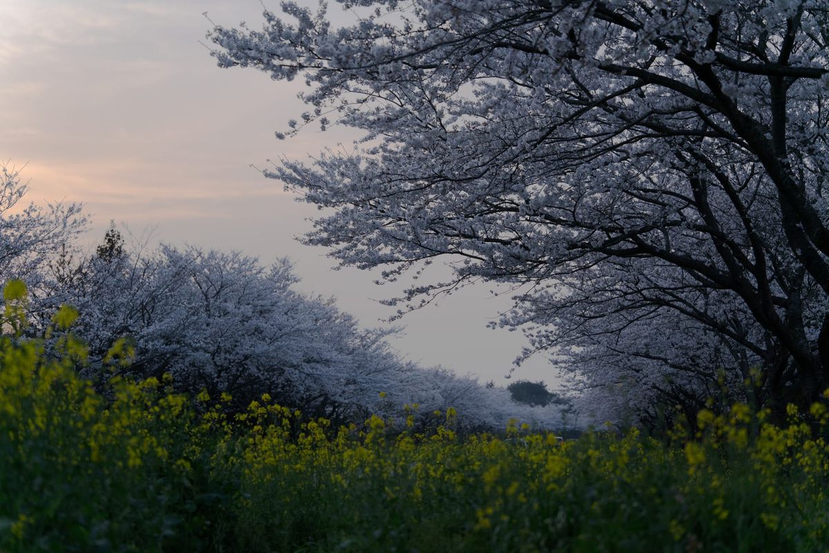 Trip review of Jeju: Spring florals and a definitive dining list