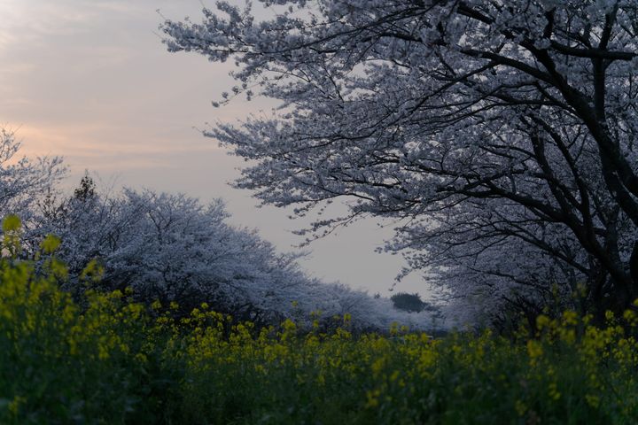 Trip review of Jeju: Spring florals and a definitive dining list