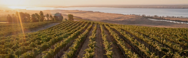 Sipping: Browne Family - Polished wines, zero pretension