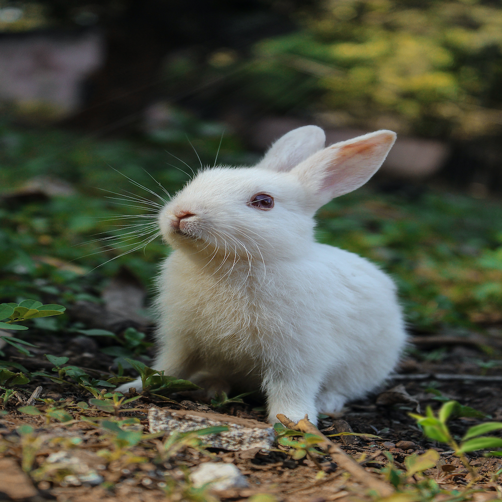 Please don't test on animals!