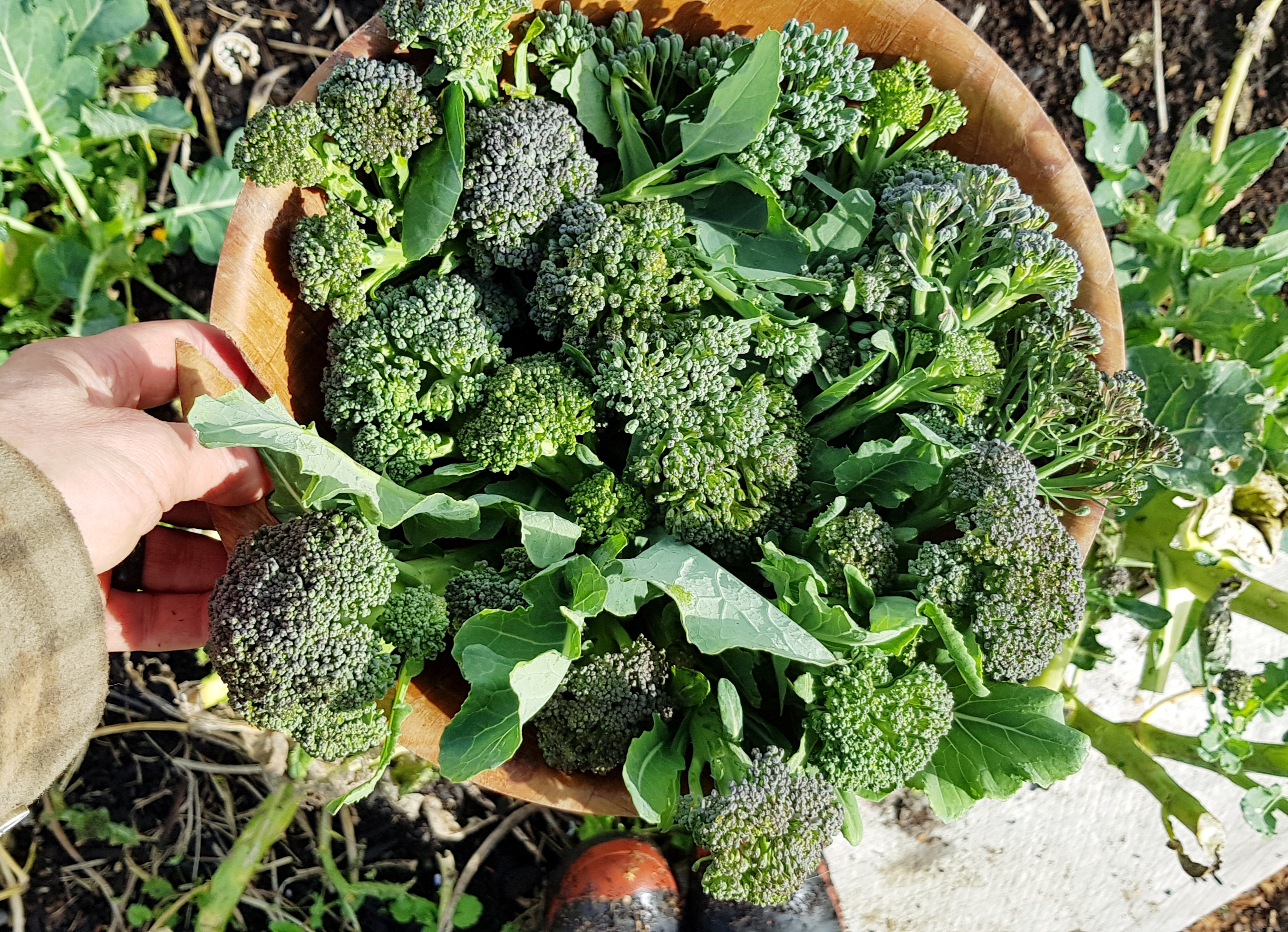 broccoli shoots