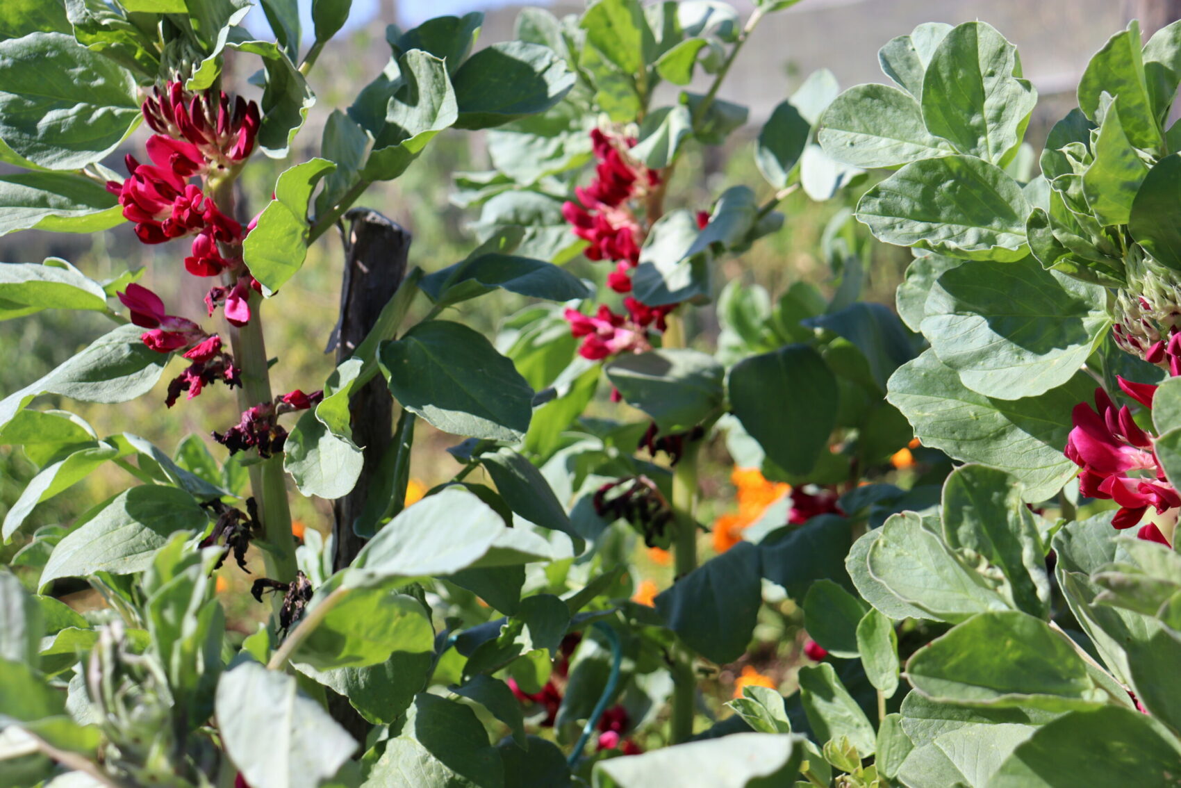 red seeded scottish broadbeans