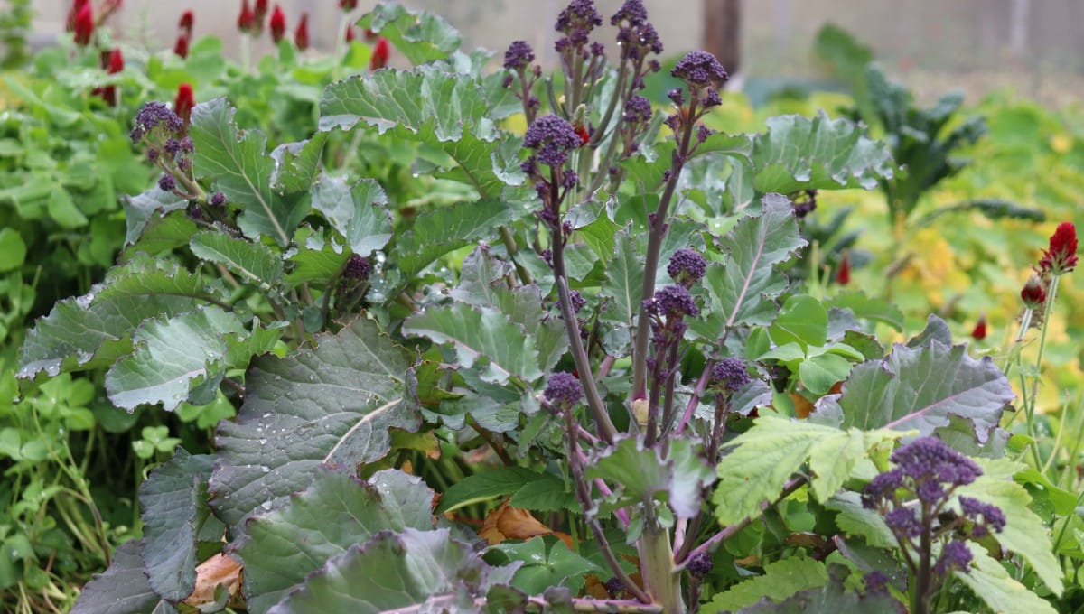 August in the Vegie Patch + Greenhouse