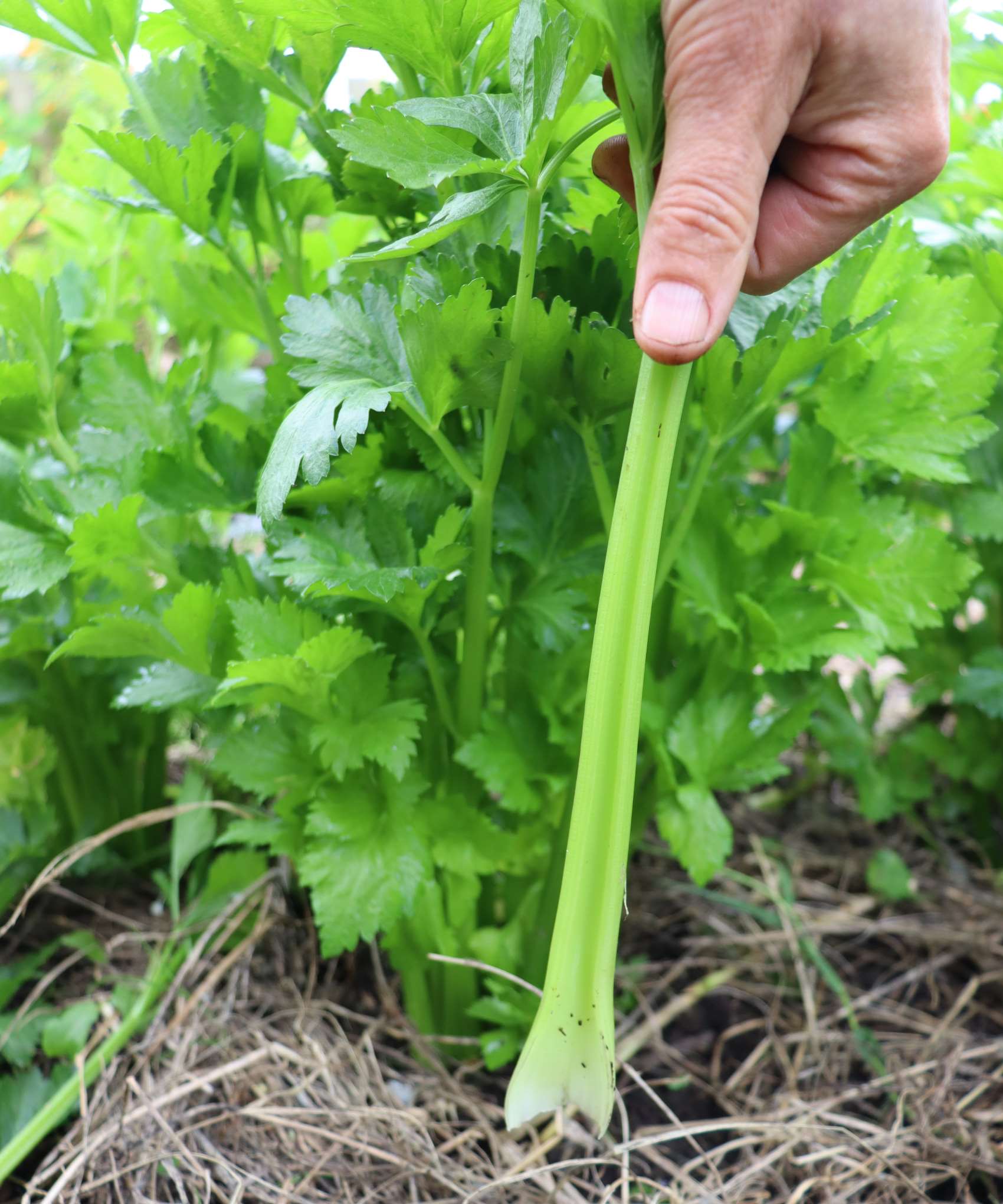 a stalk of homegrown celery a realistic size unlike giant supermarket versions!