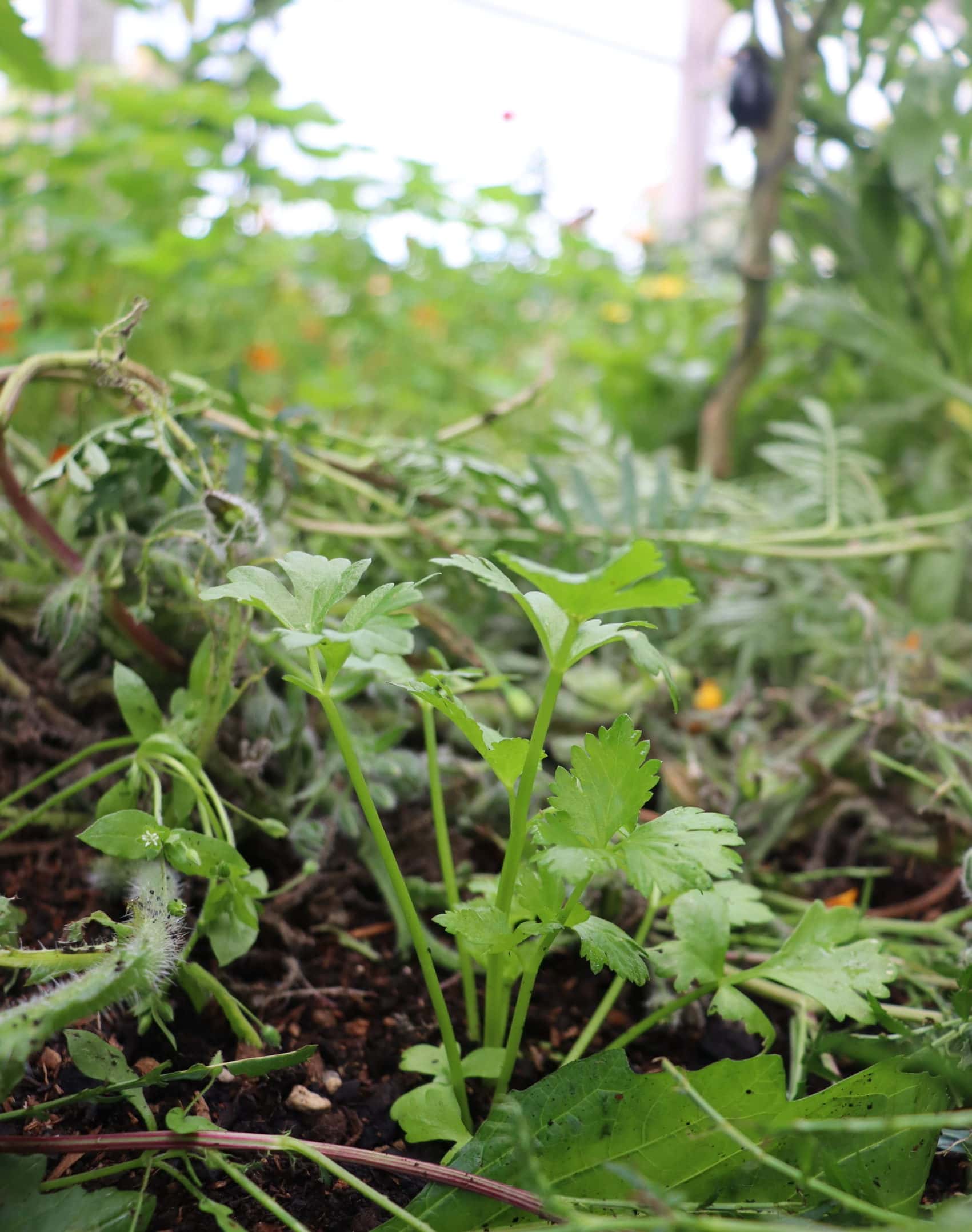 Celery seedlings planted in the space beneath eggplants in the april greenhouse