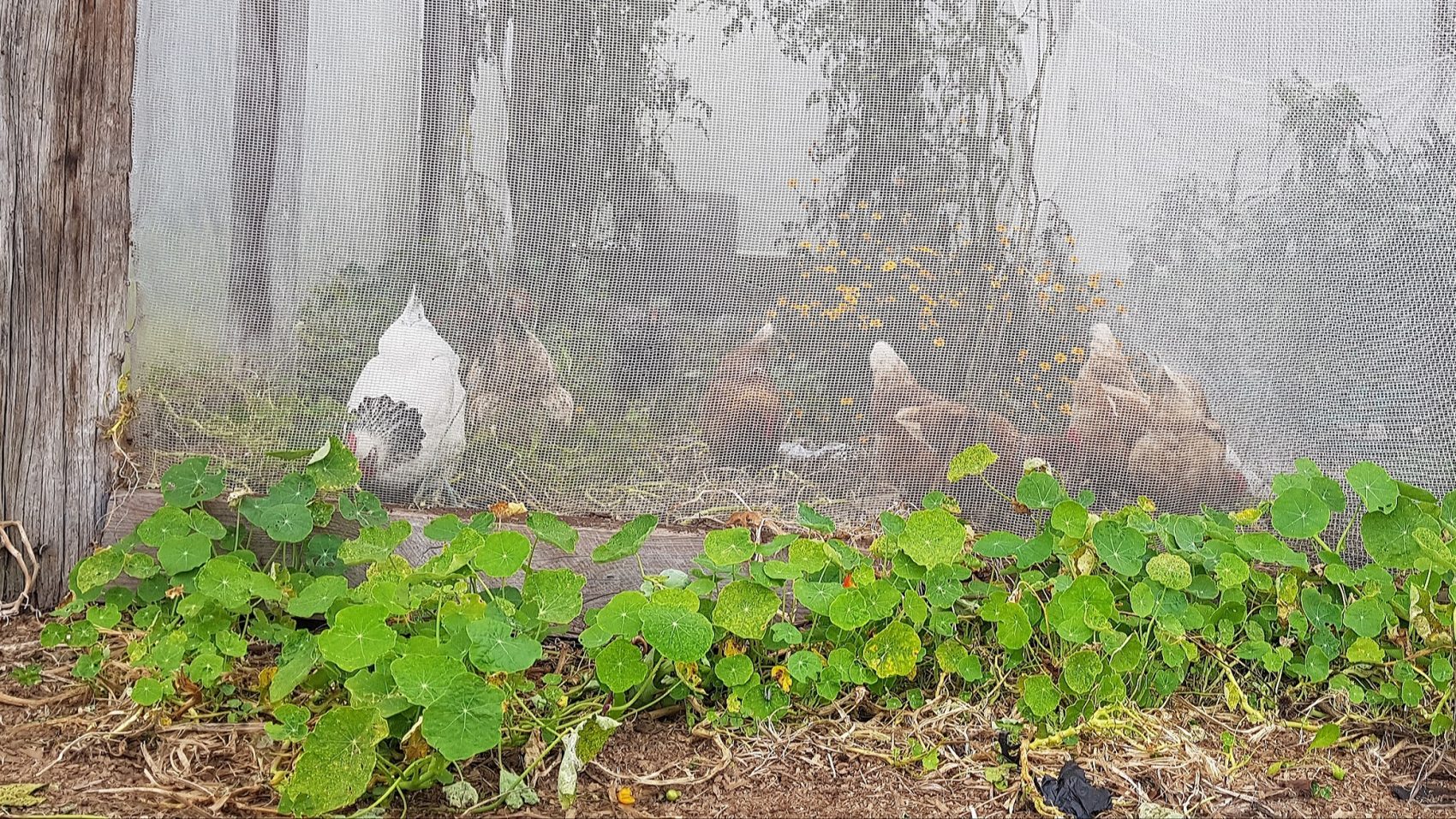 chickens in the winter greenhouse screened off from winter crops with birdnet