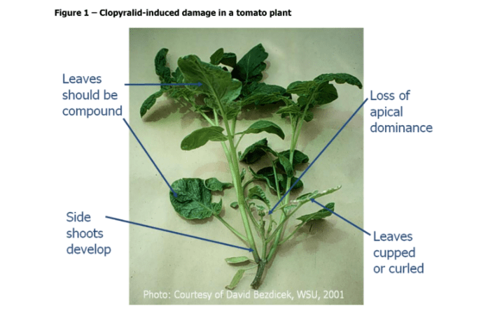 Clopyralid induced damage in a tomato plant Bezdicek