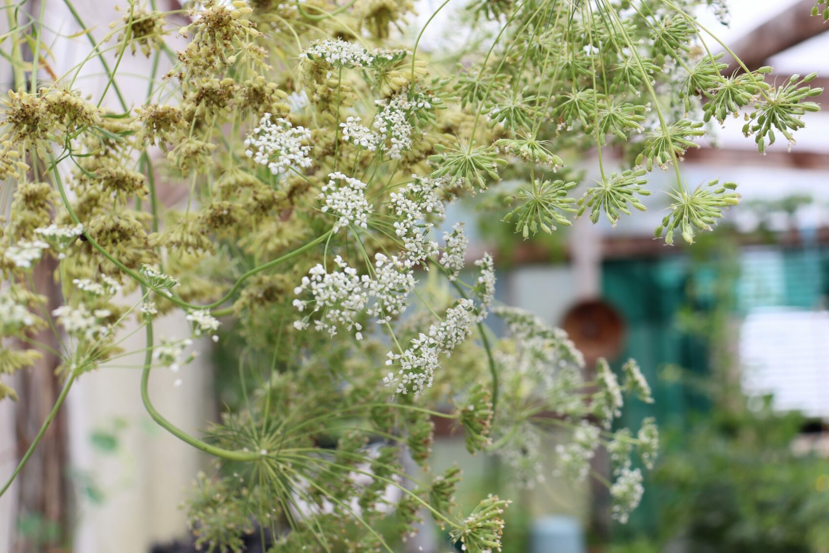 bishops flower and seedheads in the greenhouse