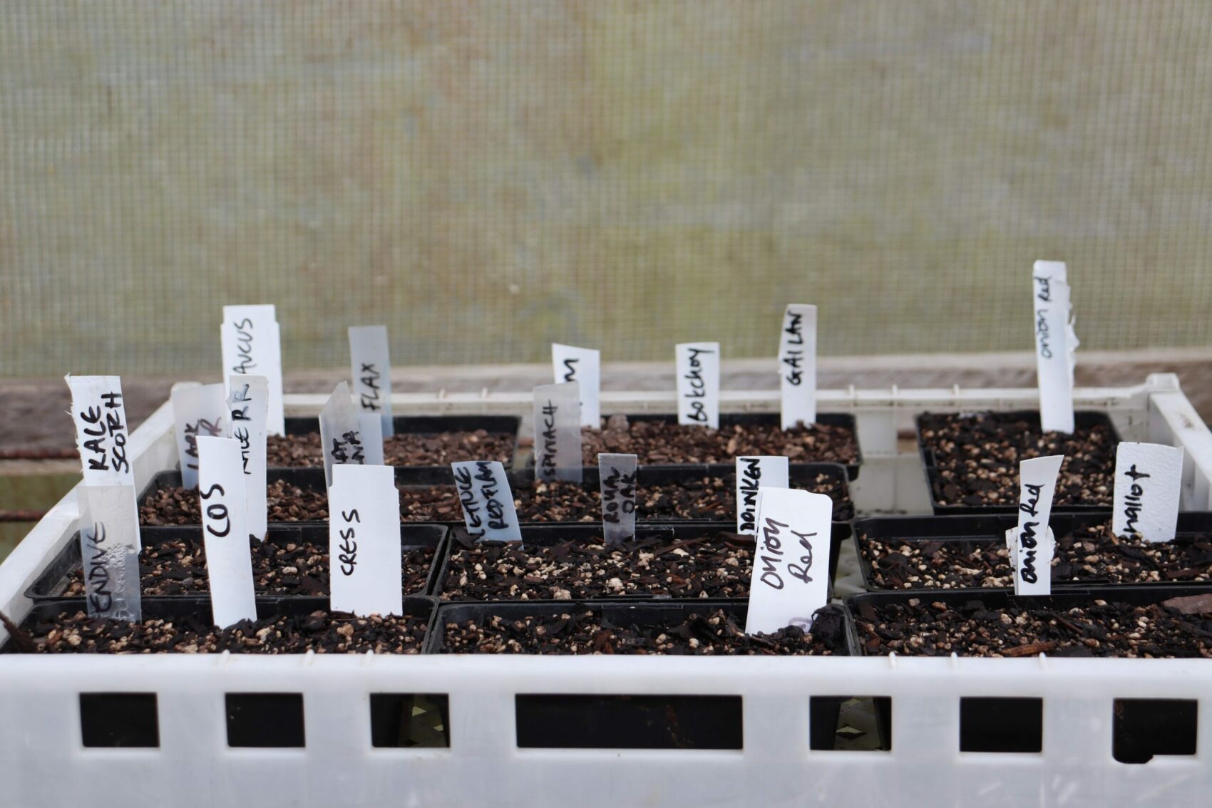 july tray sown seed