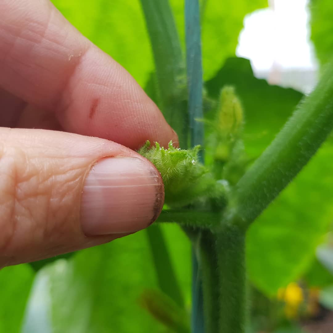 Lateral shoot and flower on cucmber