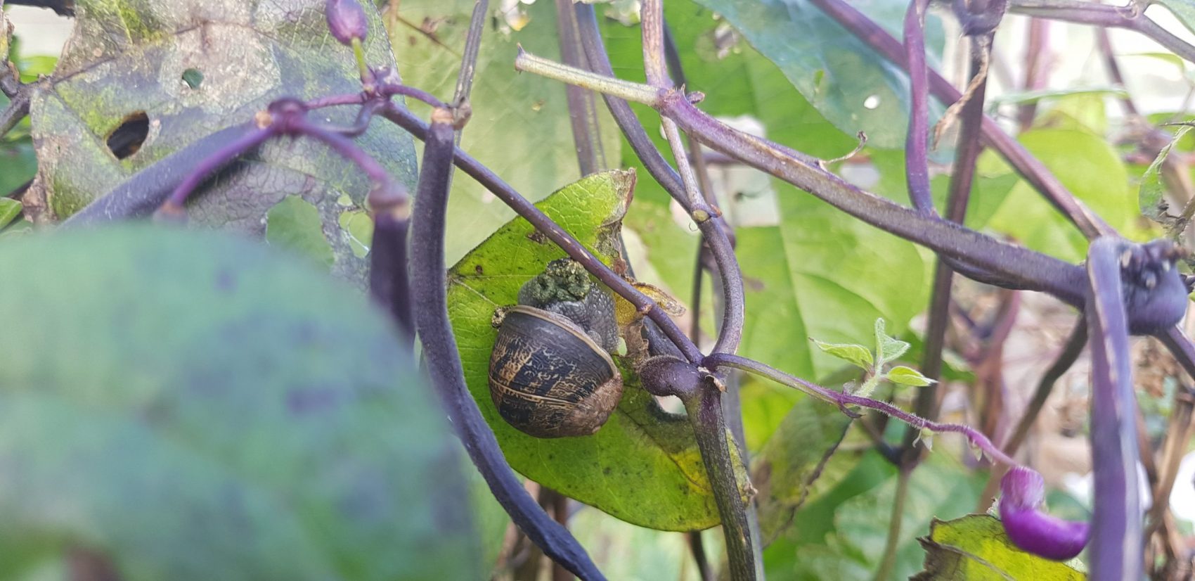 Snails climbing on the beans!