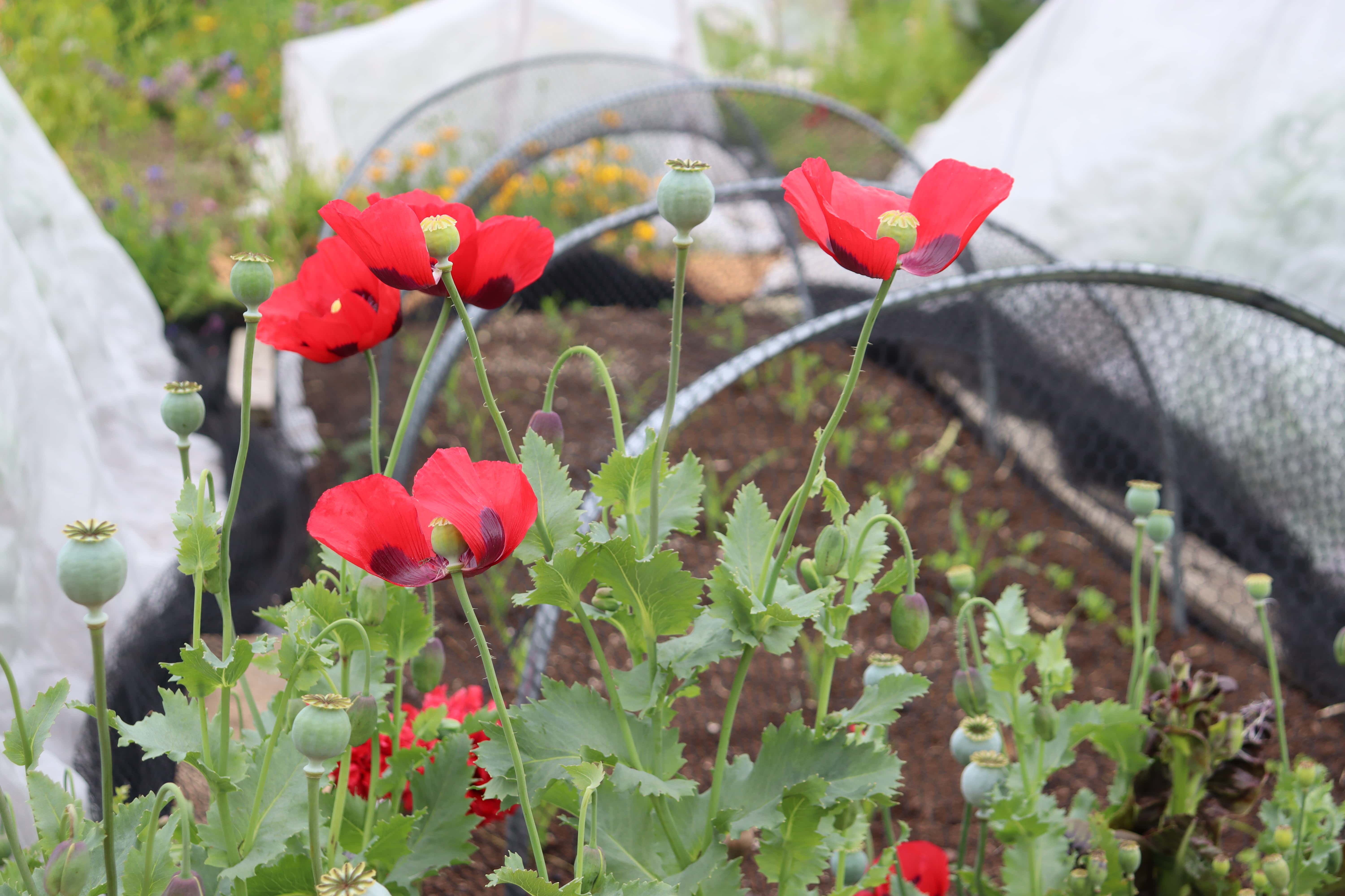 newly planted corn and salads under bird net and poppies