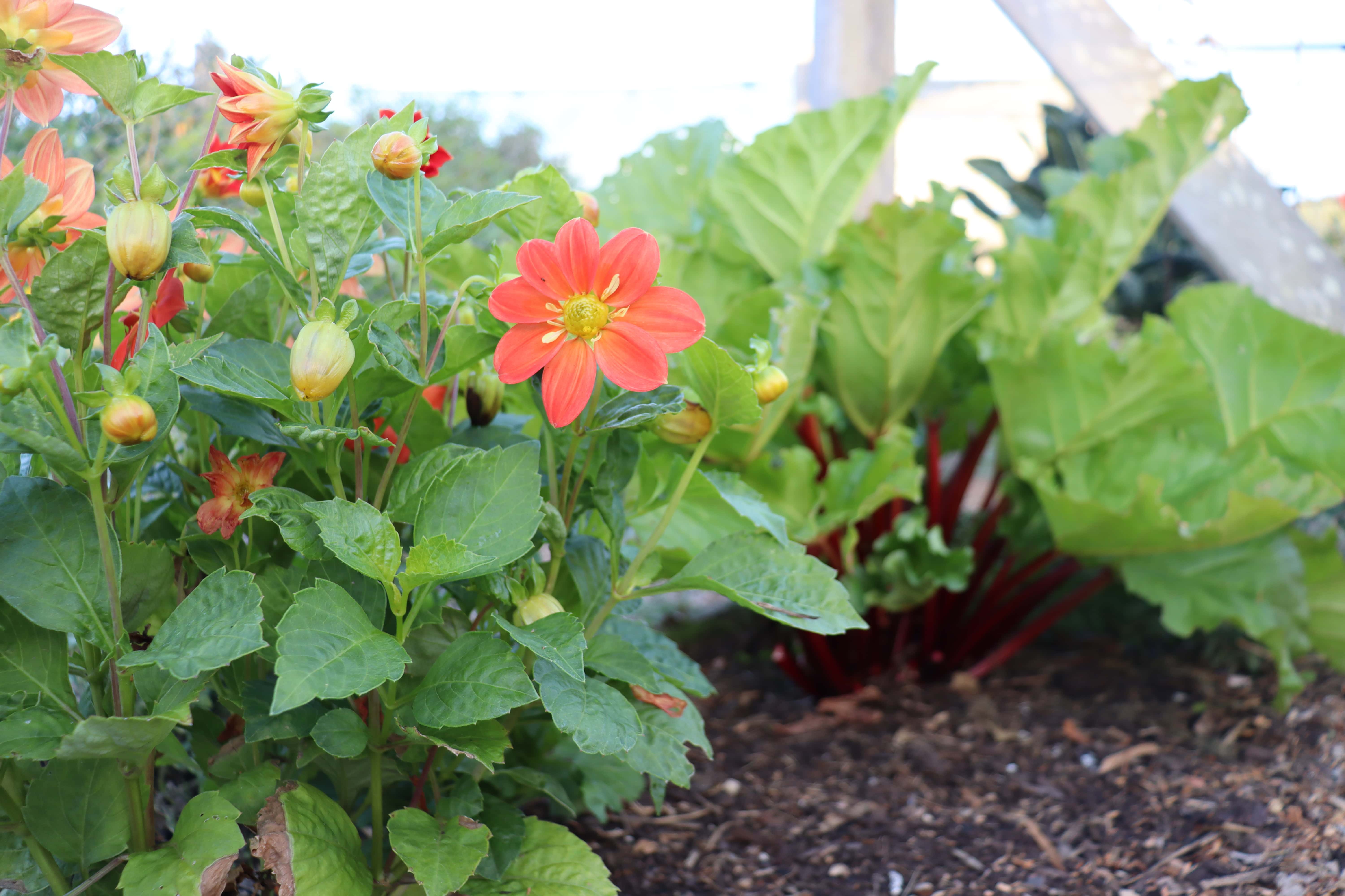 rhubarb and dahlias in the perennial border