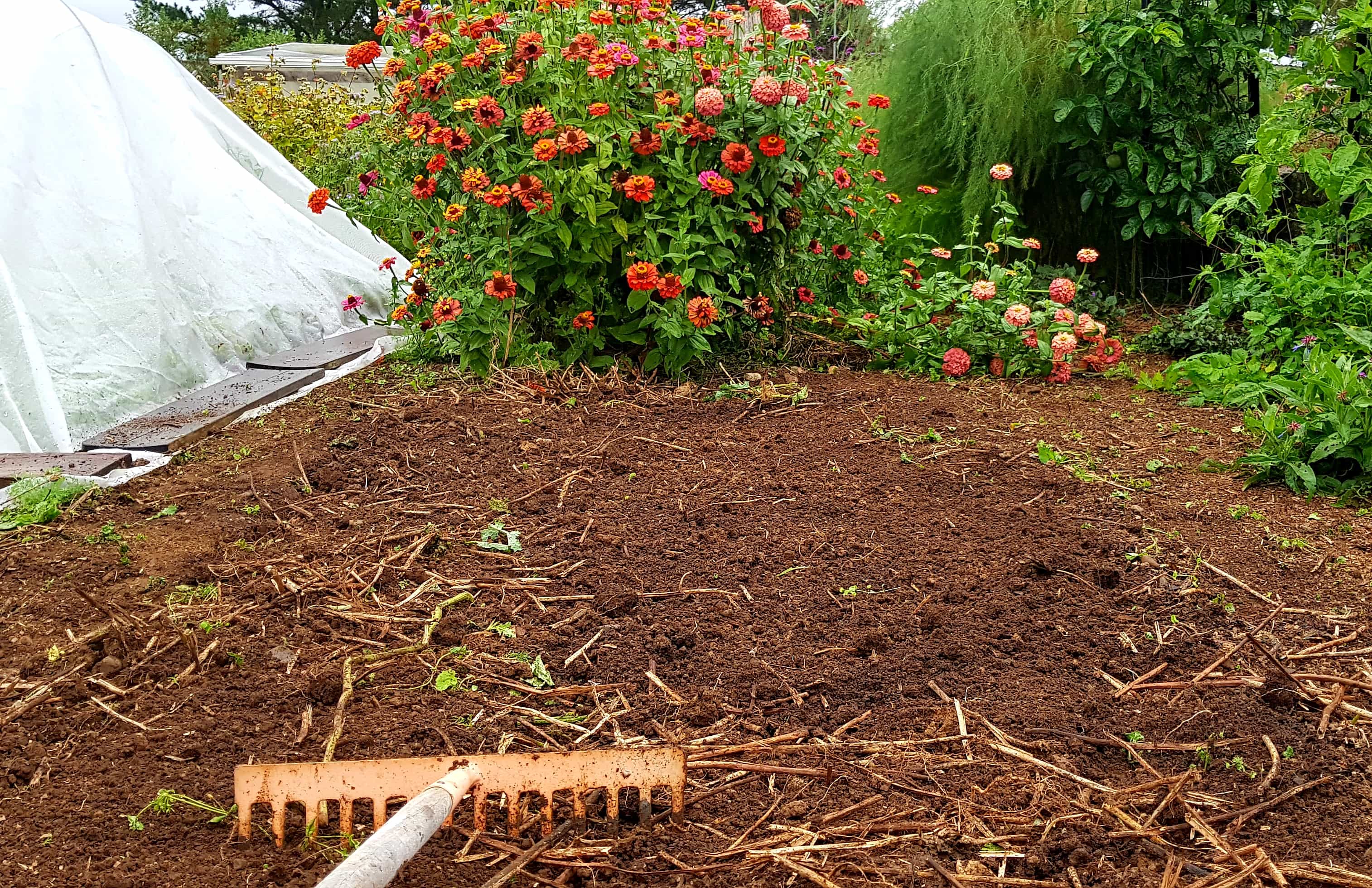 Preparing to sow a lupin greencrop at Ediblebackyard