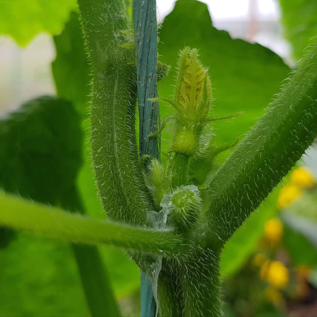 Pruning cucumbers Remove the shoot and leave the flower