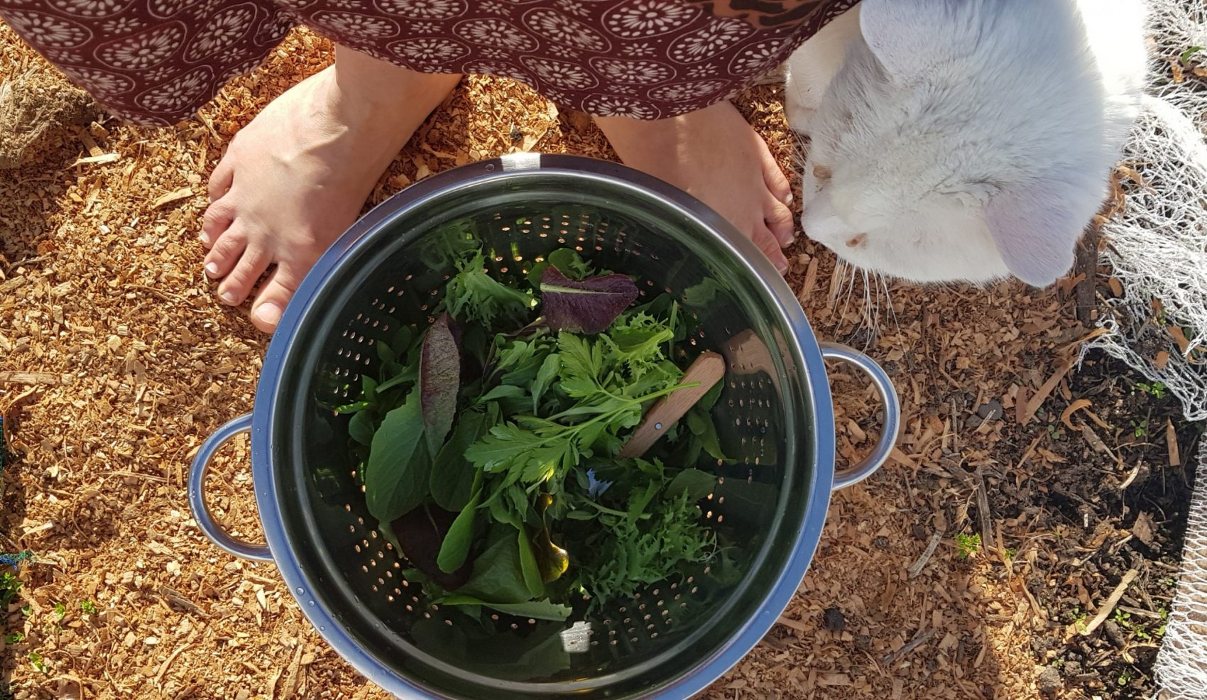 salad harvest - Boss (the cat) and me