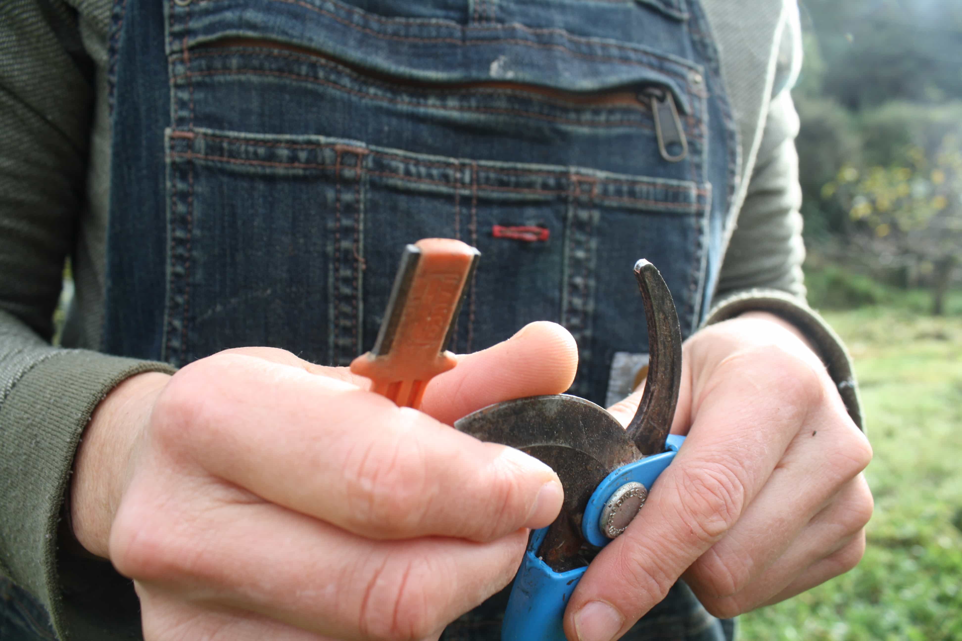 Sharpening seceteurs pre pruning edible backyard nz