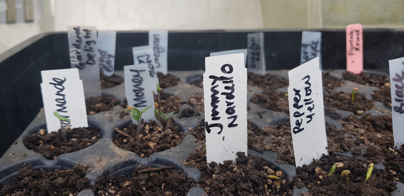spring seed raising