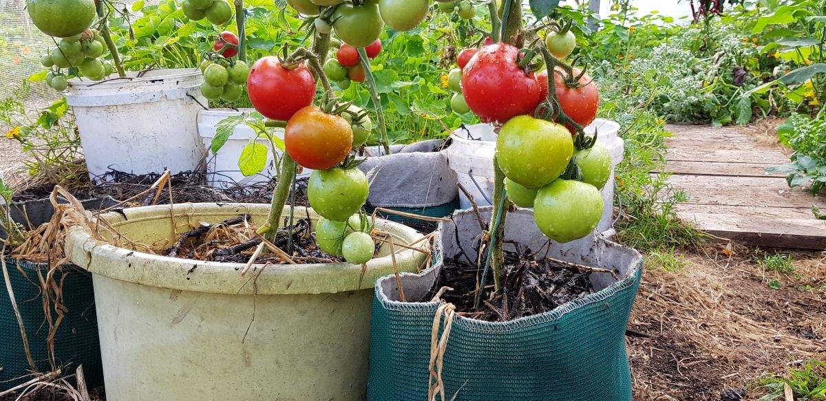 tomatoes growing in containers in the greenhouse