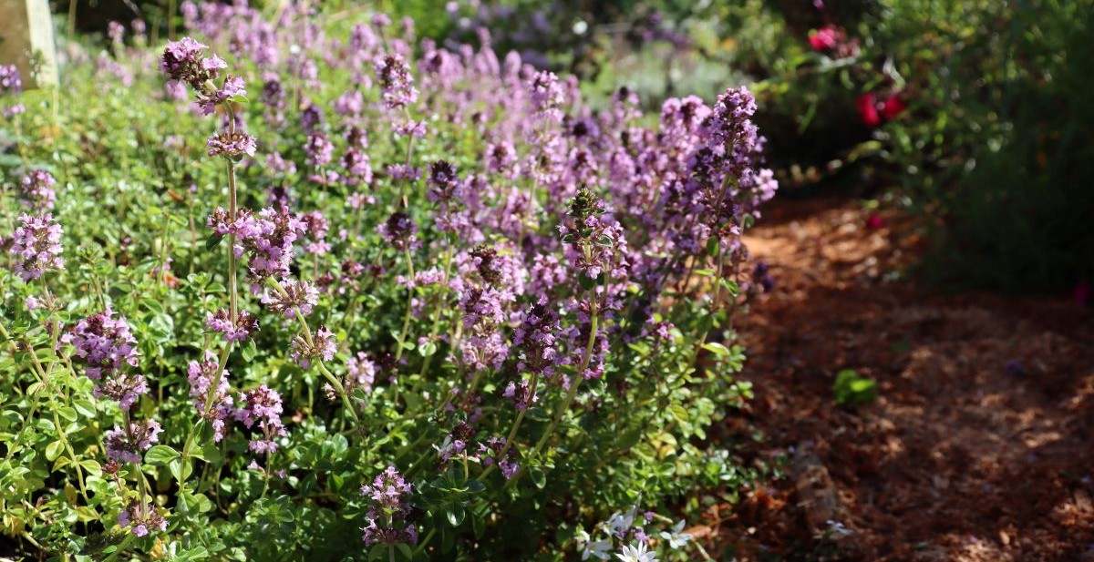Sweet thyme - made for planting along sunny edges