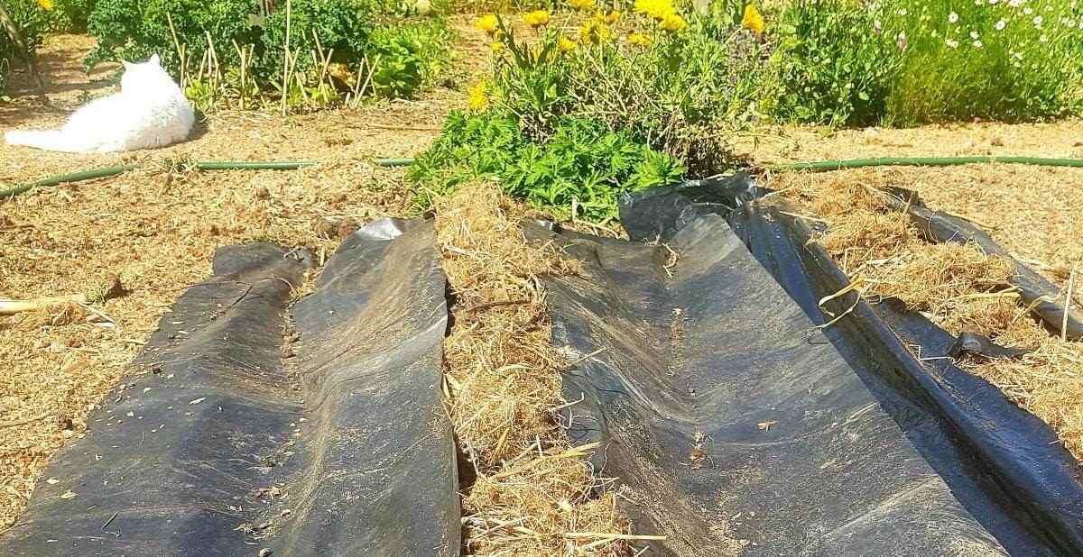 black plastic warming the soil for kumara