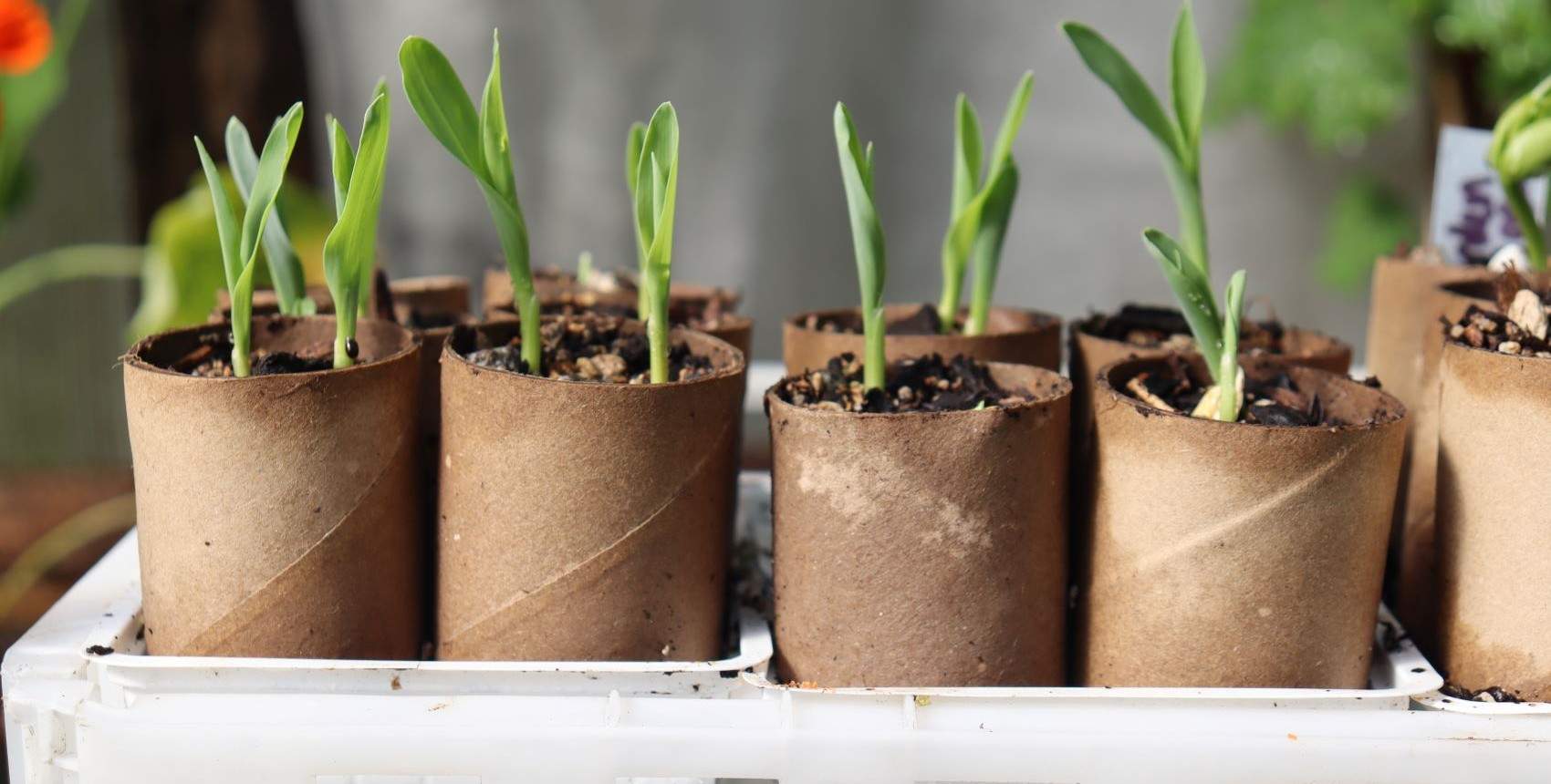 Toliet rolls are perfect for sowing corn, peas and beans. Plant seedlings out loo roll and all for a smooth transition into the garden with no transplant shock.