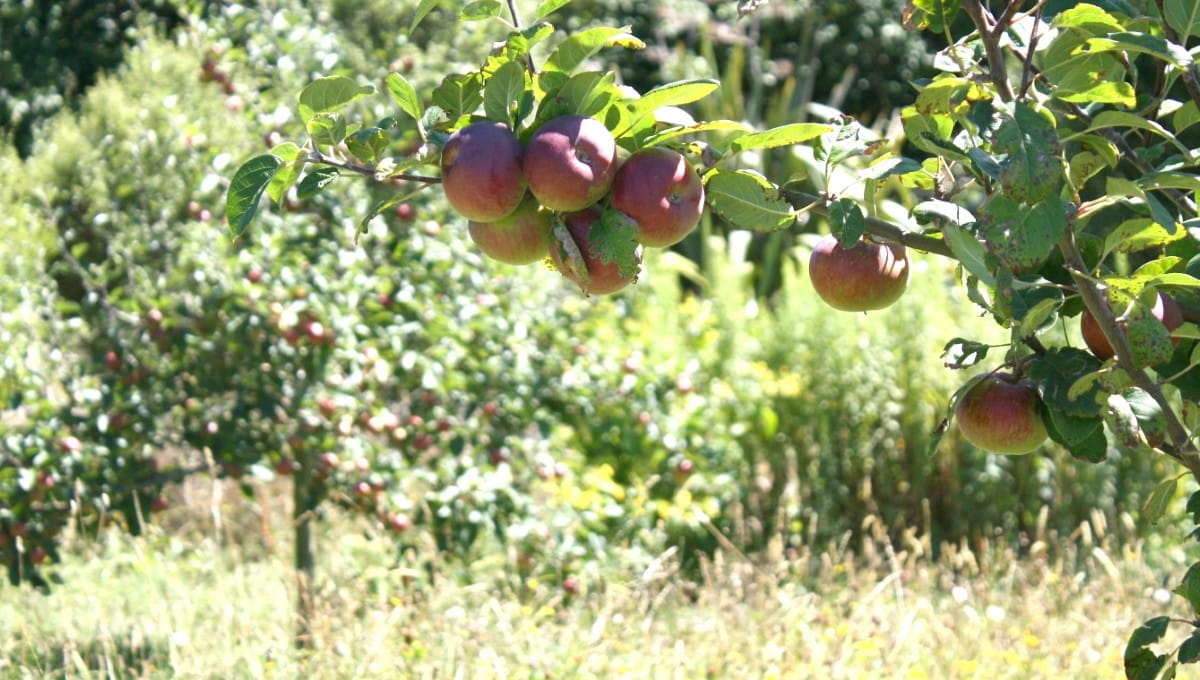 Summer apples on the branch in our backyard orchard at Edible Backyard