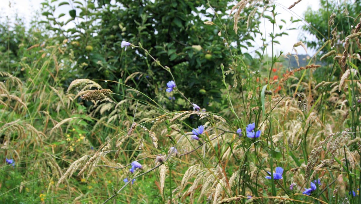 Chicory herbal ley for the orchard makes for happy fruit trees