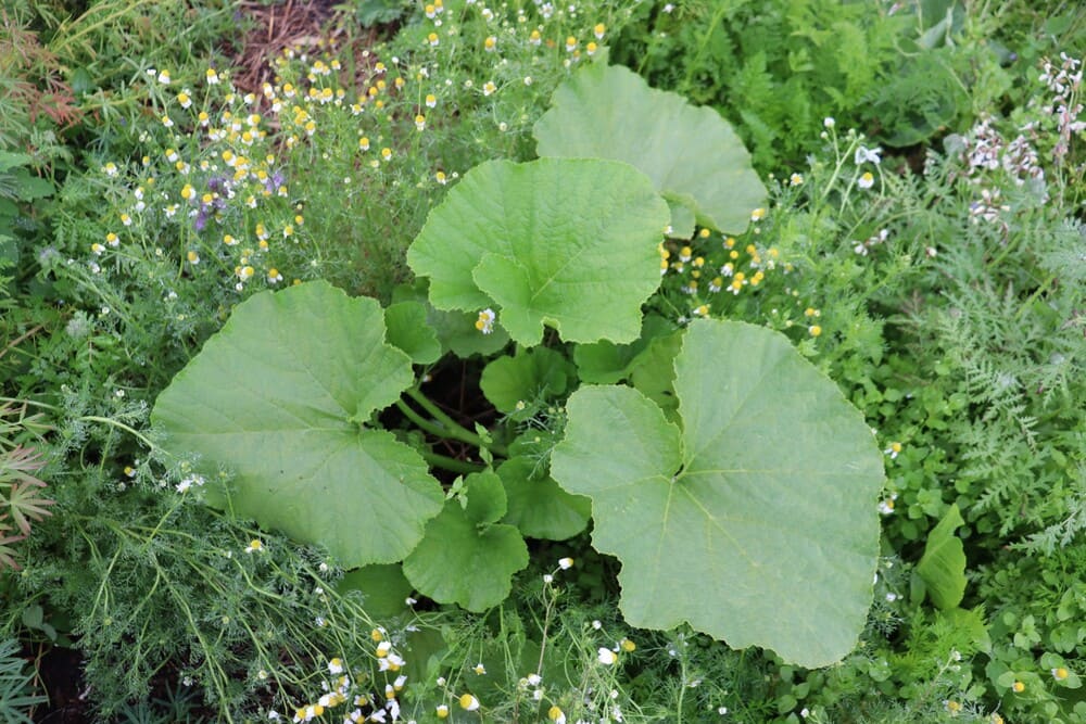 This squash growing happily amongst a living mulch:&nbsp;phacelia, borage, chamomile, mustard, daikon and the last of the lupin has just been chopped and dropped