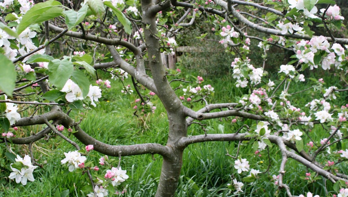 mayflower-in-spring-showing-off-leadernscaffold-edible-backyard-nz