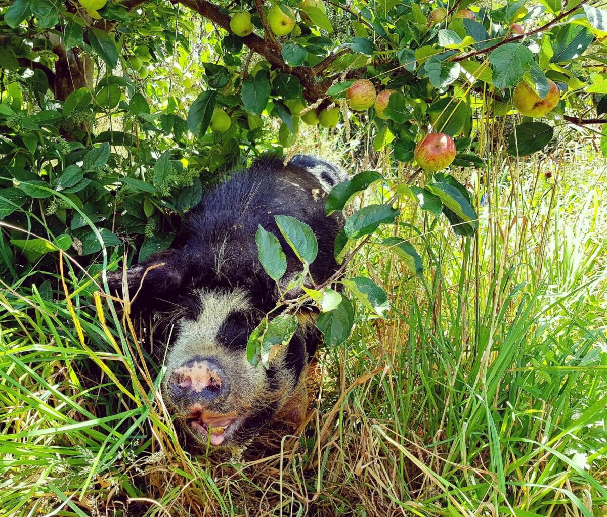 pig-nellies-favourite-time-of-year-cleaning-up-diseased-fruits-beneath-the-trees-breaking-cycles-of-disease