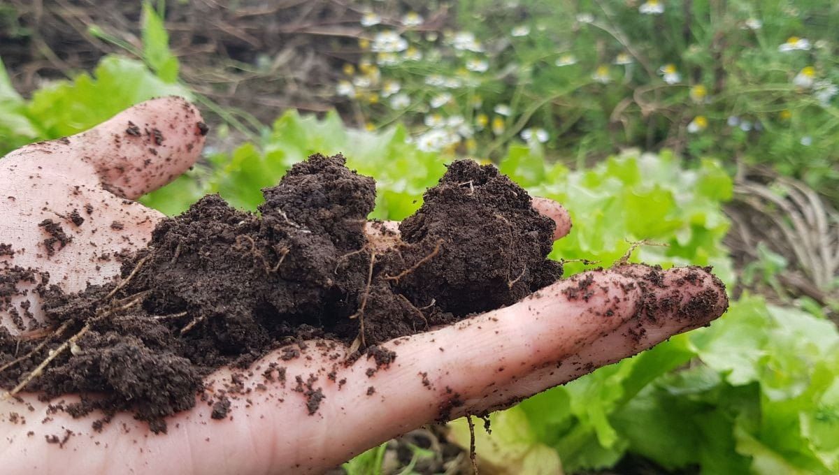 Soil Preps for Heavy Feeder Crops