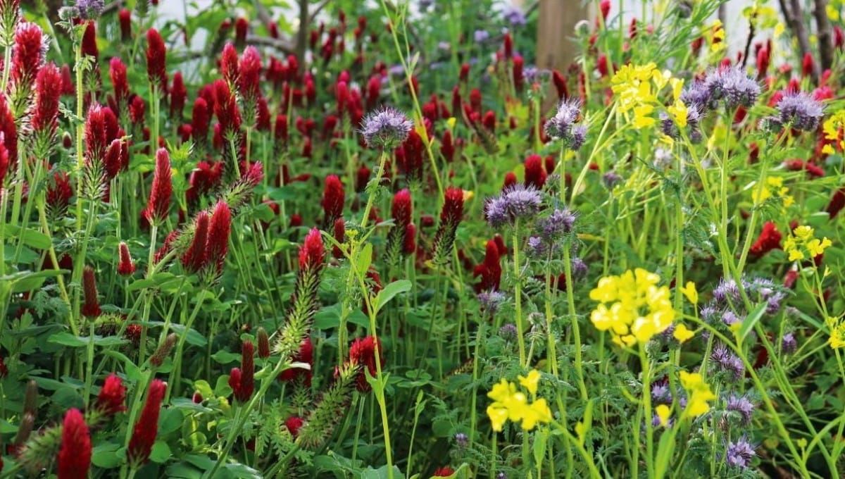 How to Sow a Greencrop