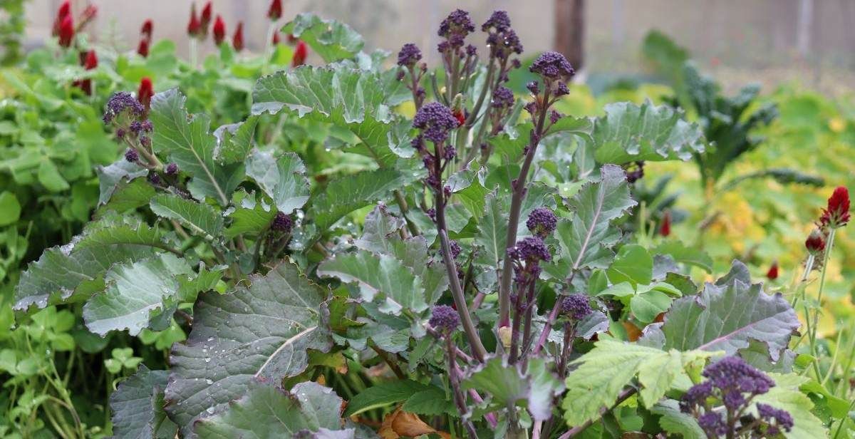 purple sprouting broccoli with crimson clover and parsnips