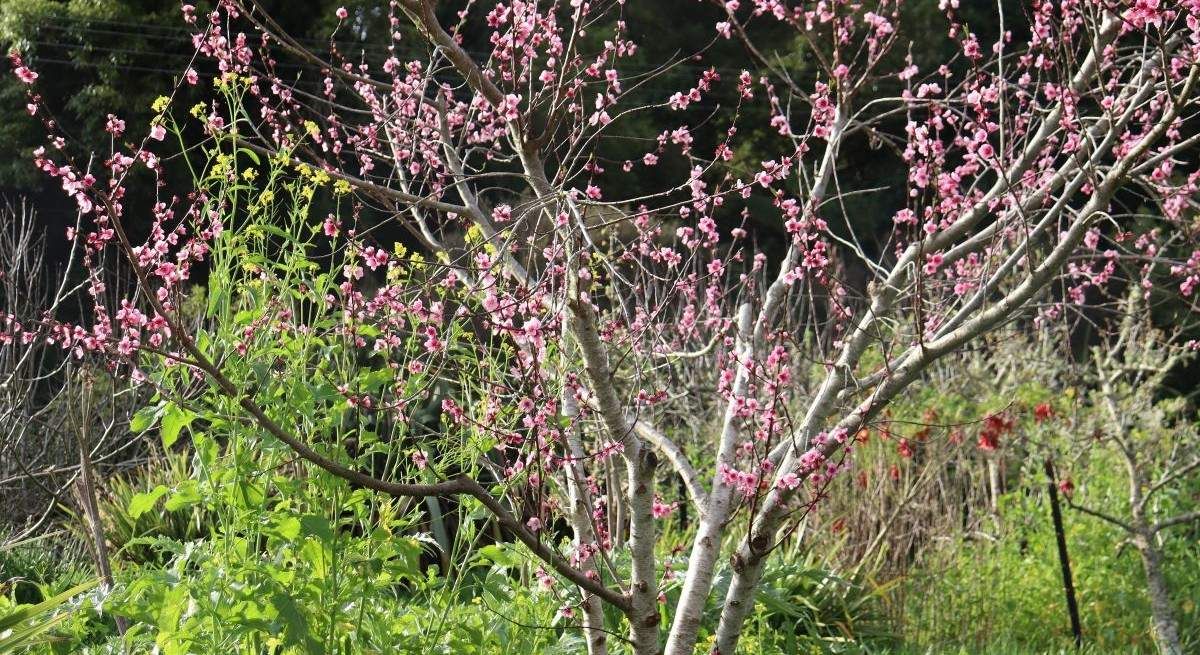 October Fruit Tree To-Do List