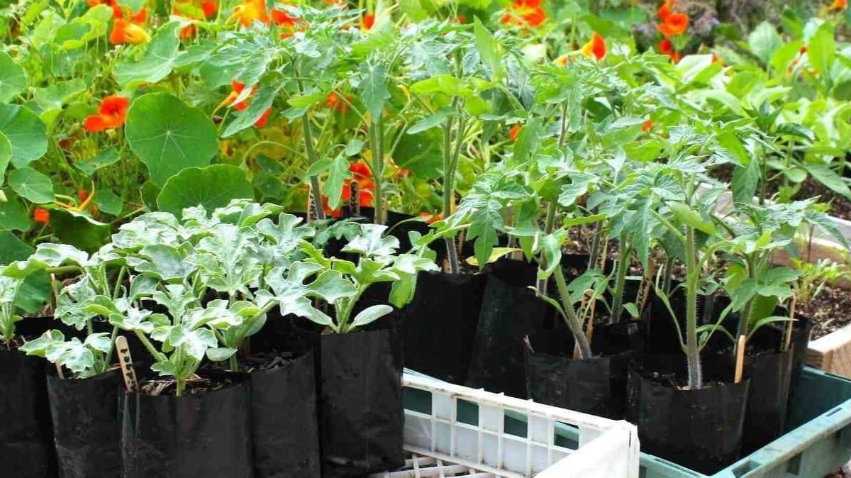 Raising Really Good Seedlings