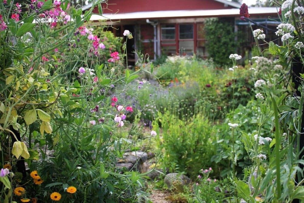 November in the Vegie Patch + Greenhouse