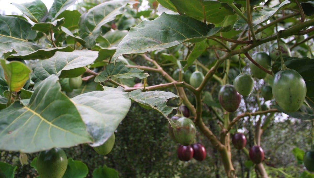 How to Prune Tamarillos