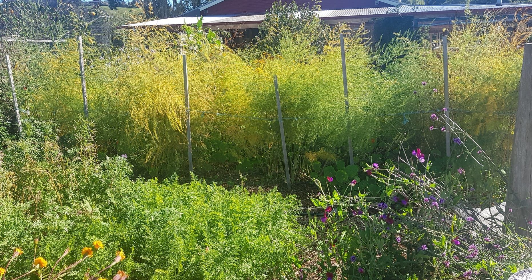 Asparagus gardening