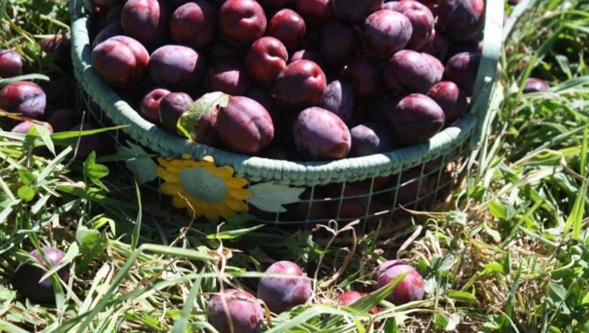 How to Pick and Store Plums