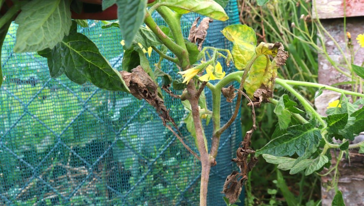 blight-tomato-collapses-over-from-blight-ediblebackyardnz