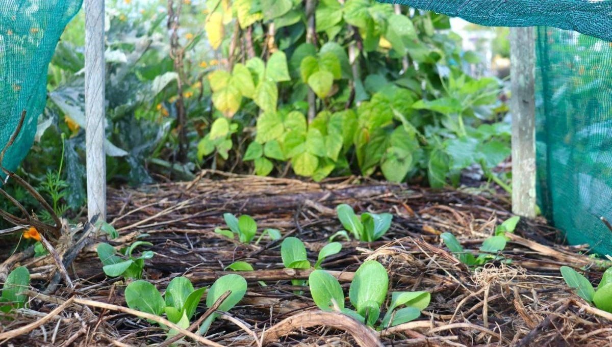 5 Tips for Transplanting in Hot Weather