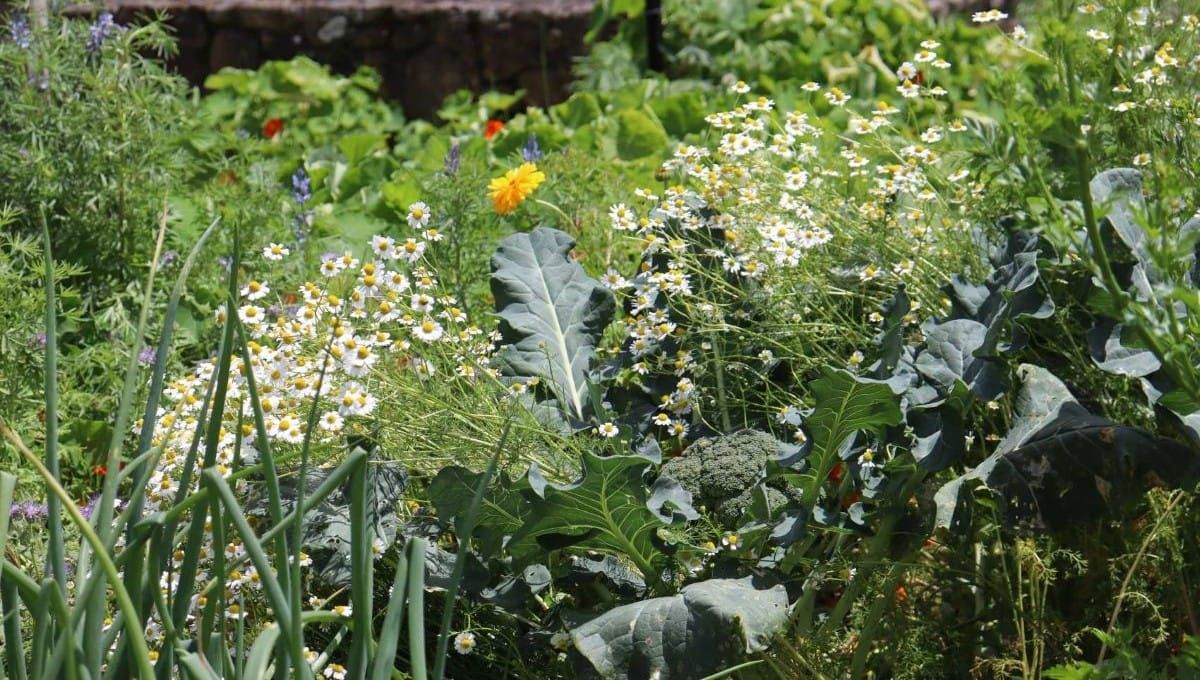 How to Feed Your Veggie Patch
