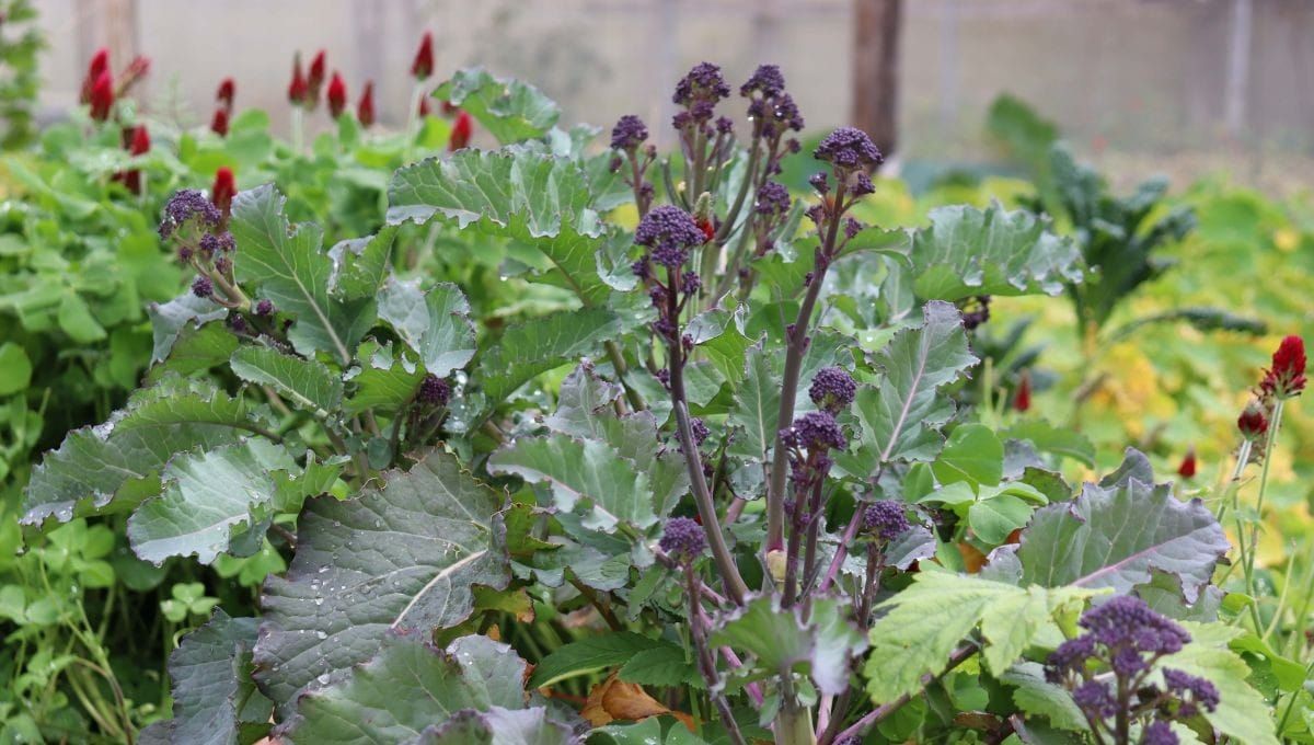 Easy peasy compost #1: Reduce your compost needs