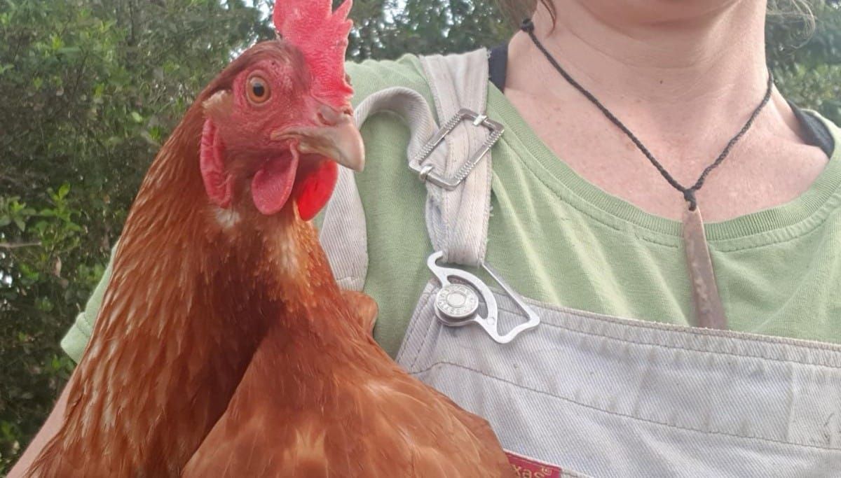 Save Your Chooks From Red Mites