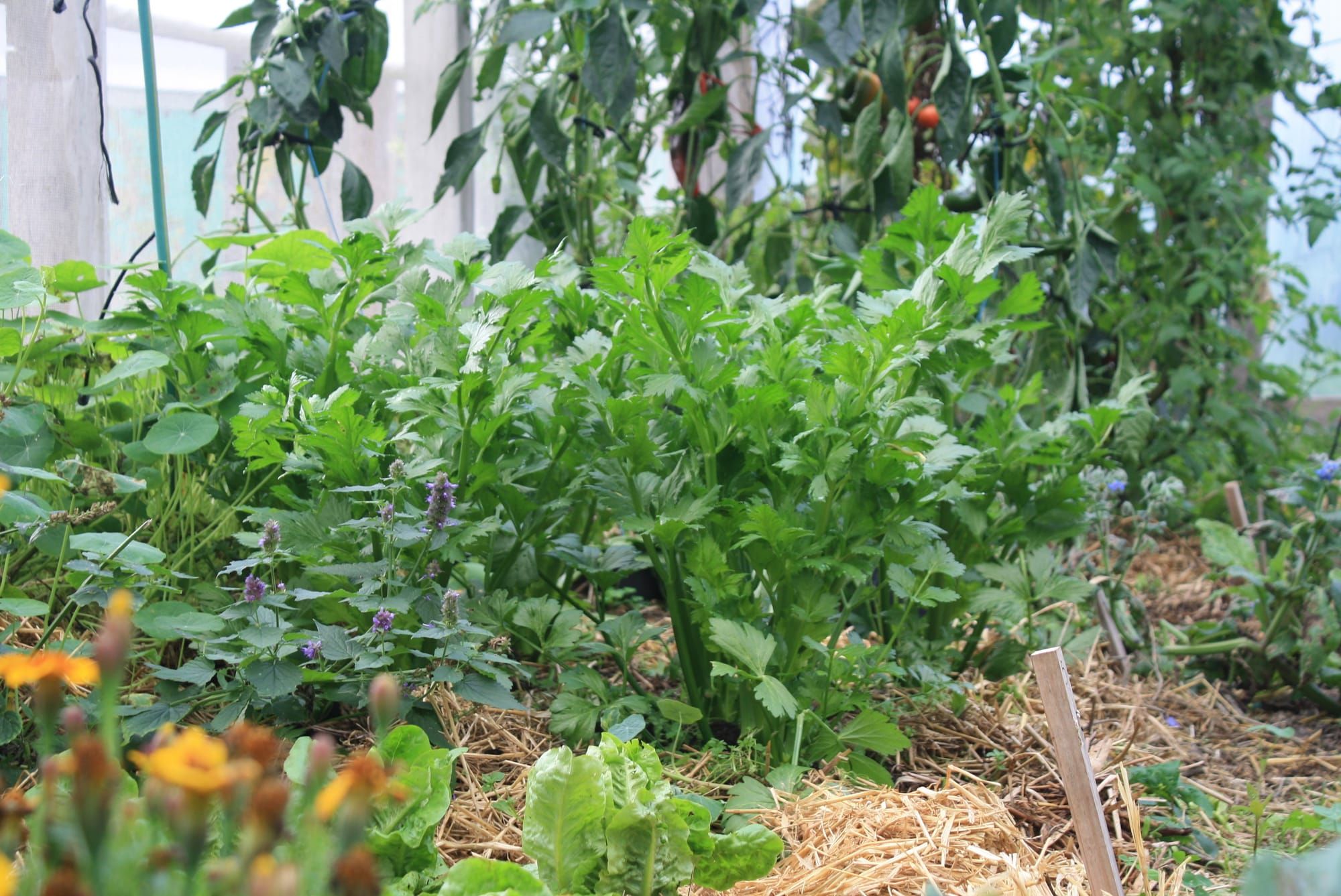 How to Grow Celery