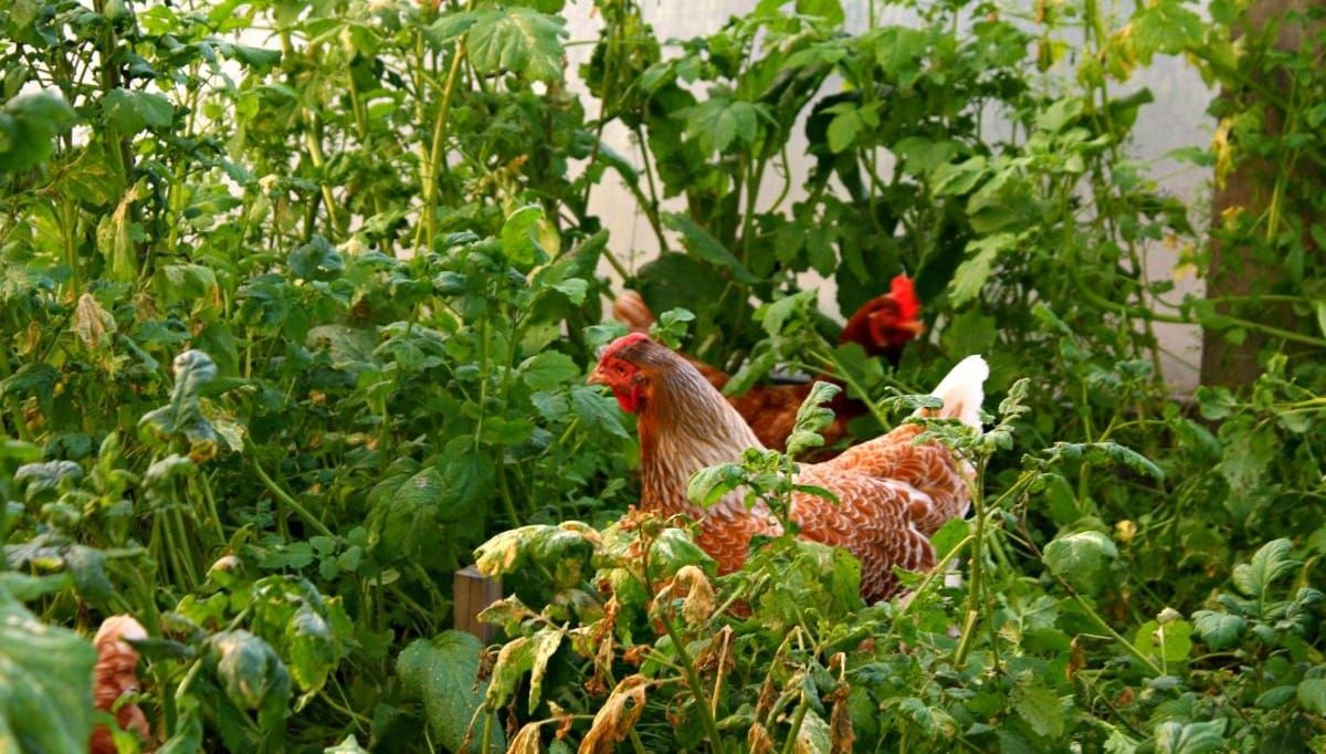 My Chook Set-up