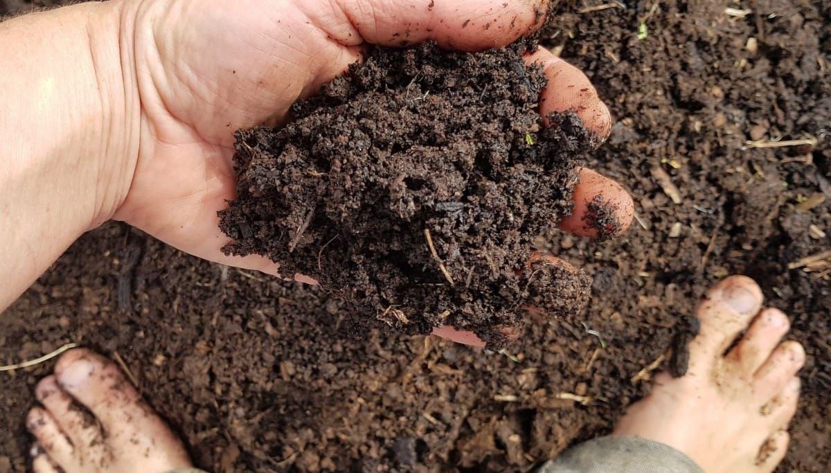 The Ins and Outs of Choosing Bought Compost