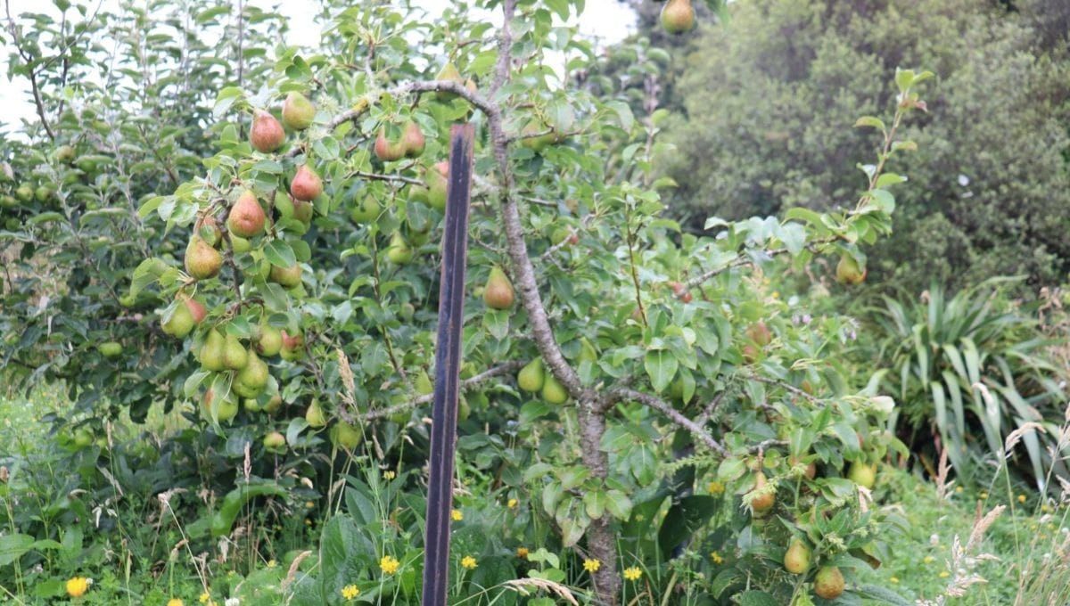How to Space Your Fruit Trees